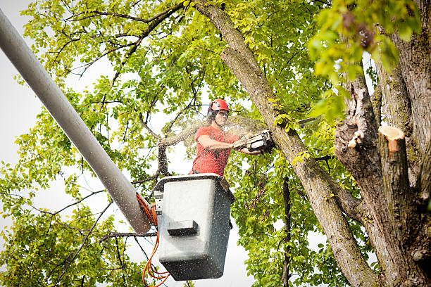 Best Leaf Removal  in Wathena, KS