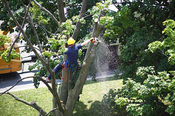 Best Tree Preservation Services  in Wathena, KS